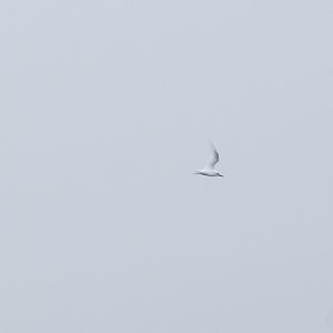 White Tern