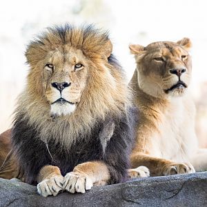 African Lions / Copenhagen Zoo / 30-9-24