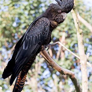 Red-tailed Black Cockatoo  / Copenhagen Zoo / 30-9-24
