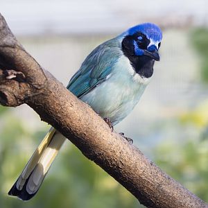 Green Jay (Mexican) / Copenhagen Zoo / 30-9-24