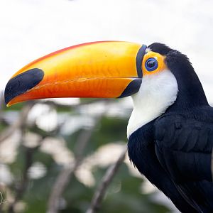 Toco Toucan / Copenhagen Zoo / 30-9-24
