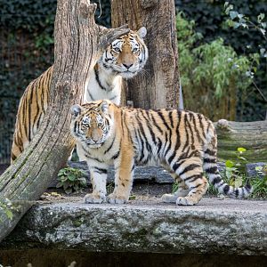Amur/Siberian Tigers / Copenhagen Zoo / 30-9-24
