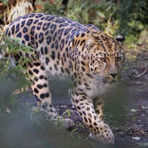 Amur Leopard / Copenhagen Zoo / 30-9-24
