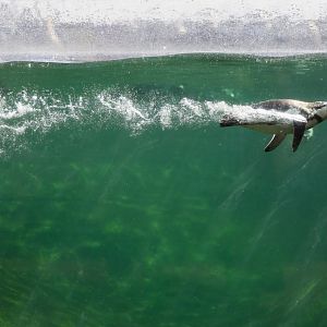 Humboldt Penguin / Copenhagen Zoo / 30-9-24