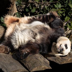Giant Panda (Maose - female) / Copenhagen Zoo / 30-9-24