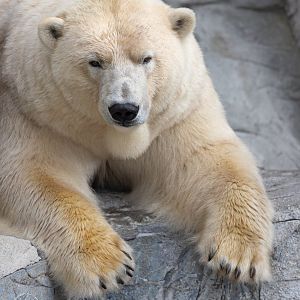 Polar Bear / Copenhagen Zoo / 30-9-24