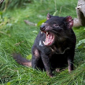 Tasmanian Devil / Copenhagen Zoo / 30-9-24