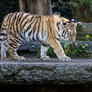 Amur/Siberian Tiger Cub / Copenhagen / 30-9-24