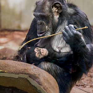 Chimpanzee - Marti & baby Maka  / Copenhagen / 30-9-24