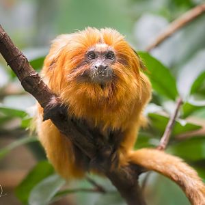 Golden lion tamarin / Copenhagen / 30-9-24