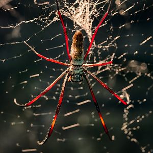 Red-legged golden orb spider / Copenhagen / 30-9-24