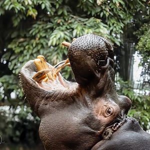 Hippopotomus / Copenhagen / 30-9-24