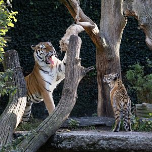 Amur/Siberian Tigers / Copenhagen / 30-9-24