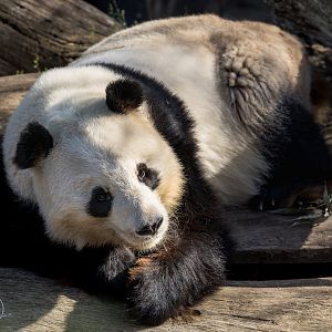 Giant Panda Xing (m)/ Copenhagen / 30-9-24