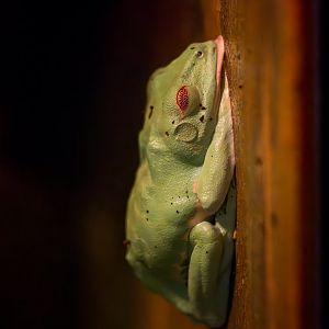 Red-eyed Tree Frog / Copenhagen / 30-9-24