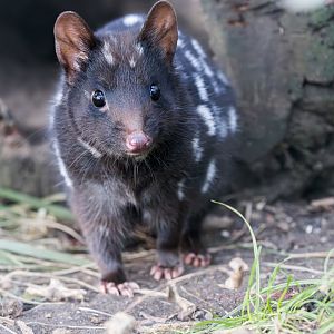 Eastern Quoll / Copenhagen / 30-9-24