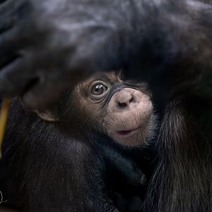 Chimpanzee - Maka / Copenhagen / 30-9-24