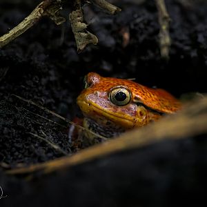 Sambava Tomato Frog / Copenhagen / 30-9-24