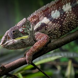 Panther Chameleon / Copenhagen / 30-9-24