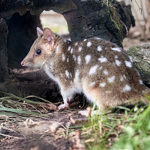 Eastern Quoll / Copenhagen / 30-9-24