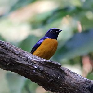 Rufous-bellied Niltava (Niltava sundara)