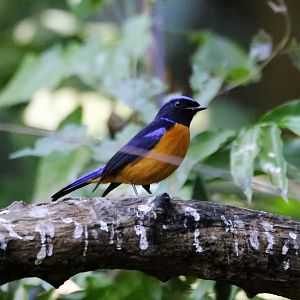Rufous-bellied Niltava (Niltava sundara)