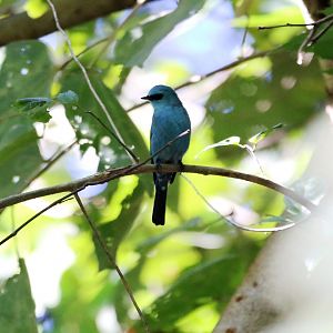 Verditer Flycatcher (Eumyias thalassinus)