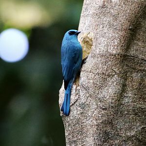 Verditer Flycatcher (Eumyias thalassinus)