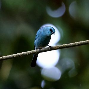 Verditer Flycatcher (Eumyias thalassinus)