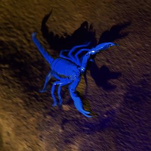 Rainforest Wild Asia - Asian Forest Scorpion (Heterometrus sp)