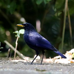 Blue Whistling Thrush (Myophonus caeruleus)