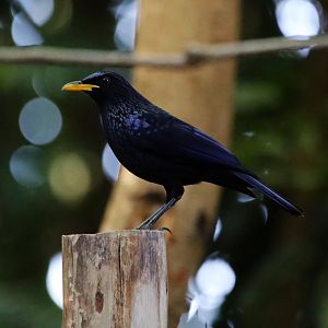 Blue Whistling Thrush (Myophonus caeruleus)