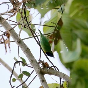 Golden-fronted Leafbird (Chloropsis aurifrons)