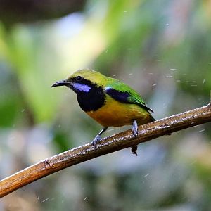 Orange-bellied Leafbird (Chloropsis hardwickii), Male