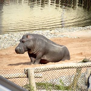 Common hippopotamus