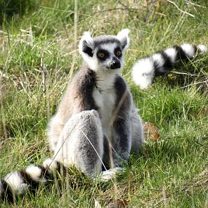 Ring-tailed lemur