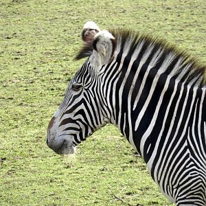 Grevy’s zebra