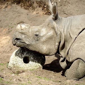 Indian rhinoceros - Rap