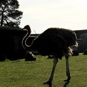 Common ostrich