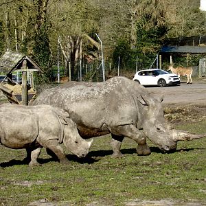 Southern white rhinoceros - Malaika and Keyah