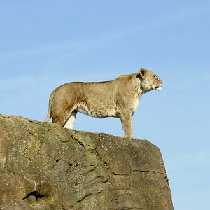 African lioness