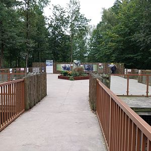 European Brown Bear (Ursus arctos arctos) - Viewing platform