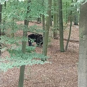 European Brown Bear (Ursus arctos arctos) - Viewing platform