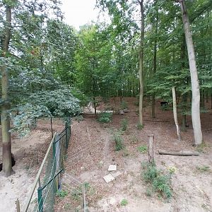 European Brown Bear (Ursus arctos arctos) - Viewing platform