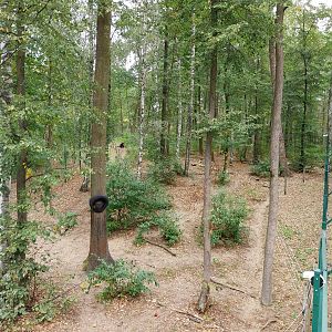 European Brown Bear (Ursus arctos arctos) - Viewing platform