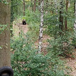 European Brown Bear (Ursus arctos arctos) - Viewing platform