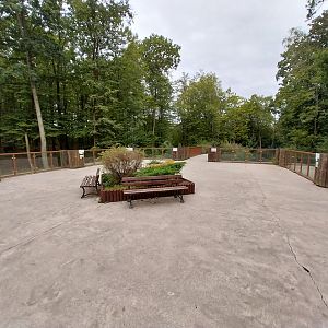 European Brown Bear (Ursus arctos arctos) - Viewing platform