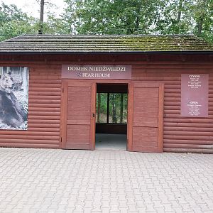 European Brown Bear (Ursus arctos arctos) - Bear cabin