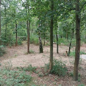 European Brown Bear (Ursus arctos arctos) - Bear cabin