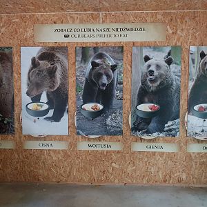 European Brown Bear (Ursus arctos arctos) - Bear cabin